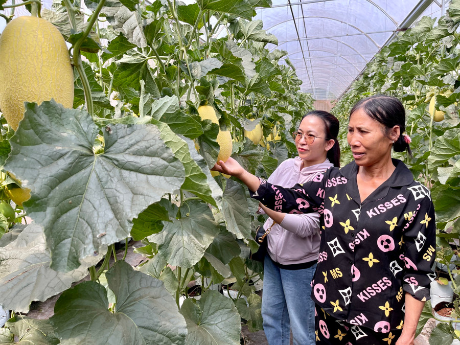 Nhờ áp dụng kỹ thuật tiên tiến nên vườn dưa sinh trưởng và phát triển tốt. Ảnh: Vũ Thảo Nhờ áp dụng kỹ thuật tiên tiến nên vườn dưa sinh trưởng và phát triển tốt. Ảnh: Vũ Thảo