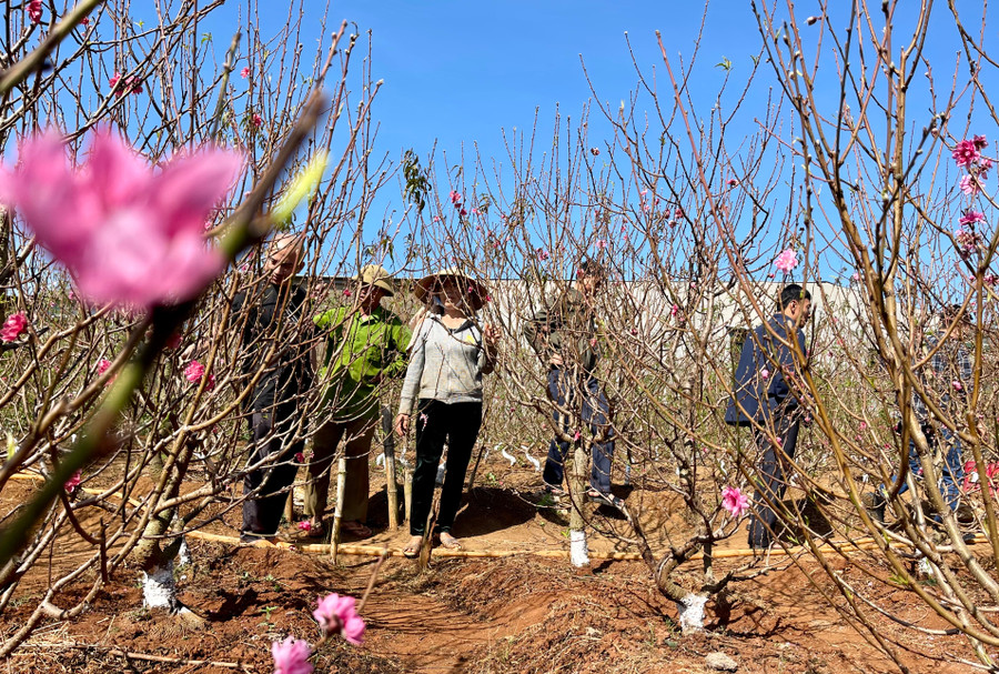 Ảnh: Vũ Thảo Ảnh: Vũ Thảo