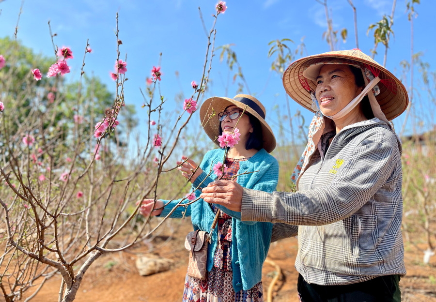 Ảnh: Vũ Thảo Ảnh: Vũ Thảo