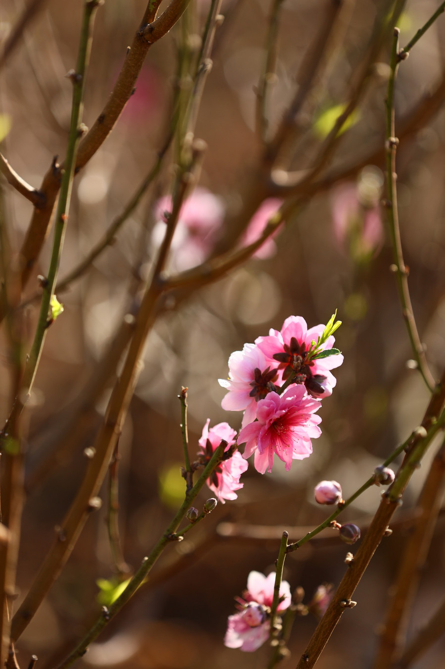 Ảnh: Chiêu Ly Ảnh: Chiêu Ly