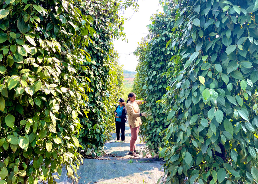 Xã Nam Yang được xem là "thủ phủ" hồ tiêu của huyện Đak Đoa. Ảnh: Vũ Thảo