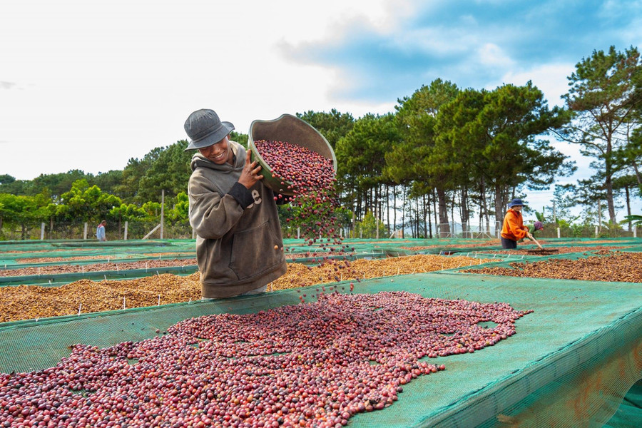 Hợp tác xã Nông nghiệp và Dịch vụ Nam Yang (huyện Đak Đoa) nâng cao giá trị hạt cà phê qua việc chế biến dòng cà phê Fine Robusta. Ảnh: V.T Hợp tác xã Nông nghiệp và Dịch vụ Nam Yang (huyện Đak Đoa) nâng cao giá trị hạt cà phê qua việc chế biến dòng cà phê Fine Robusta. Ảnh: V.T