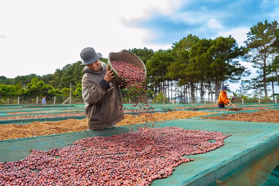 Hợp tác xã Nông nghiệp và Dịch vụ Nam Yang (huyện Đak Đoa) nâng cao giá trị hạt cà phê qua việc chế biến dòng cà phê Fine Robusta. Ảnh: V.T