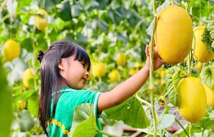 Các bé rất thích thú với trải nghiệm tại vườn dưa lưới. Ảnh: Sami Farm Gia Lai Các bé rất thích thú với trải nghiệm tại vườn dưa lưới. Ảnh: Sami Farm Gia Lai