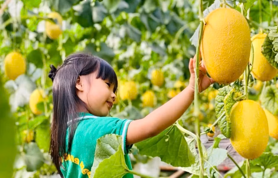 Các bé rất thích thú với trải nghiệm tại vườn dưa lưới. Ảnh: Sami Farm Gia Lai