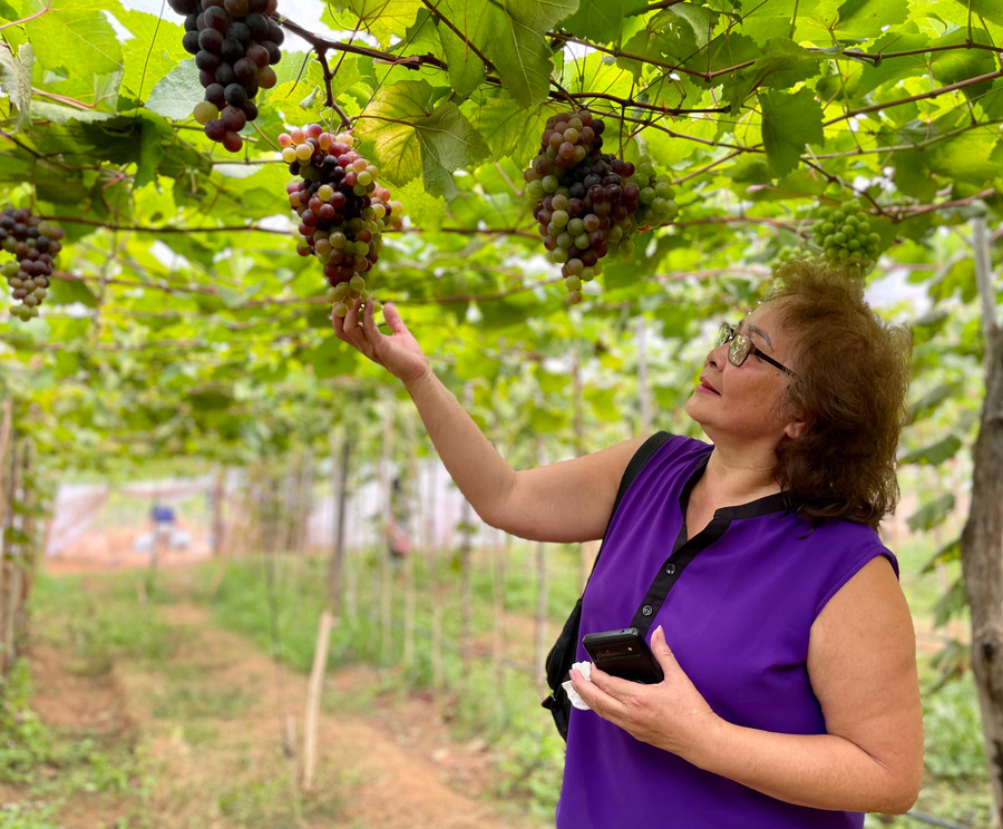 Bà Bùi Lê Doanh-Việt kiều Mỹ đến tham quan vườn và tỏ ra bất ngờ khi vùng đất này trồng được nho. Ảnh: V.T