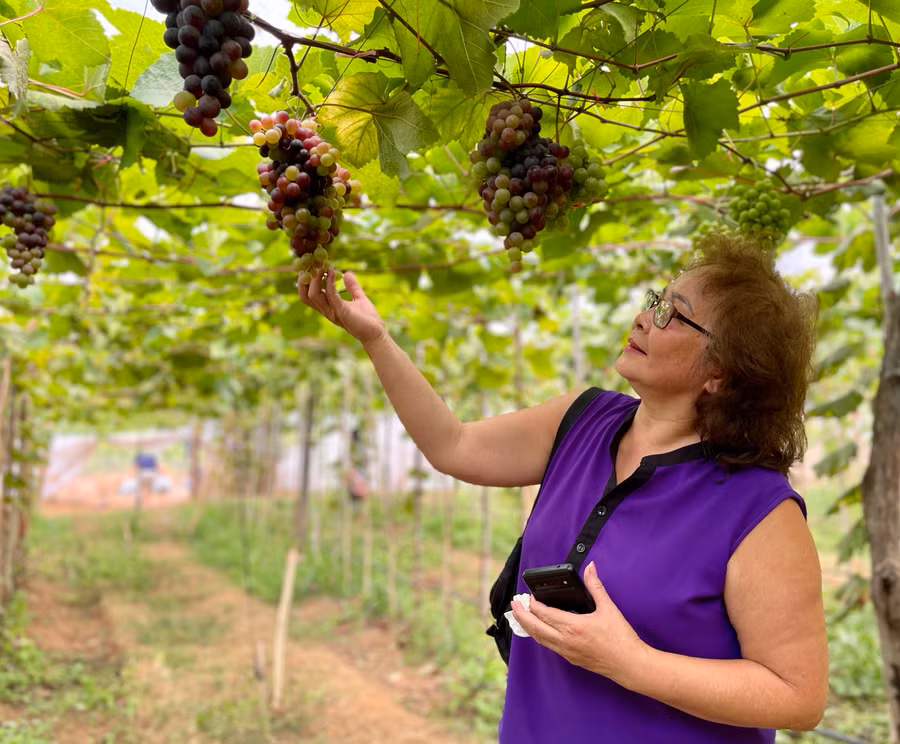 Bà Bùi Lê Doanh-Việt kiều Mỹ đến tham quan vườn và tỏ ra bất ngờ khi vùng đất này trồng được nho. Ảnh: V.T