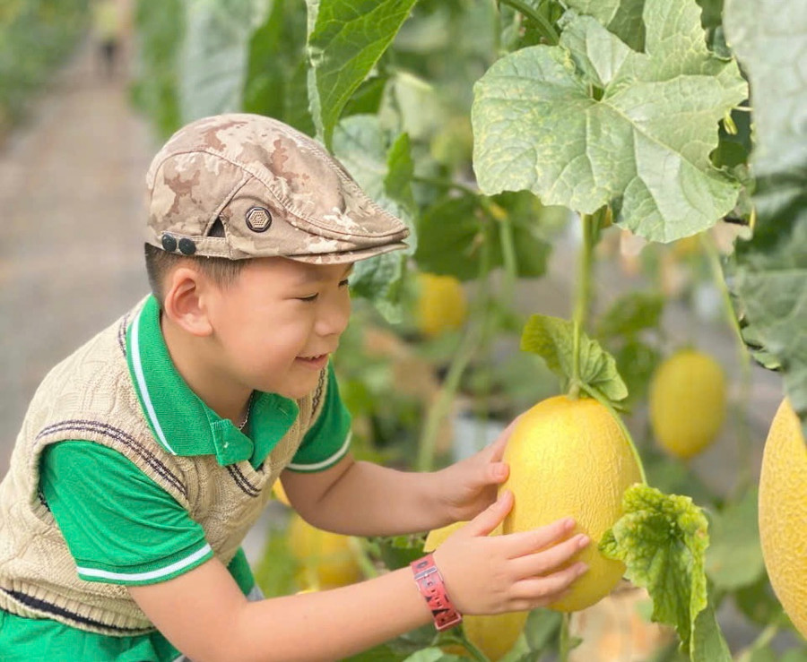 Ảnh: Sami Farm Gia Lai Ảnh: Sami Farm Gia Lai