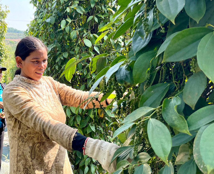 Chị Wưm, làng Bông, xã Hà Bầu, huyện Đak Đoa vui mừng khi giá hồ tiêu tăng cao. Ảnh: Vũ Thảo