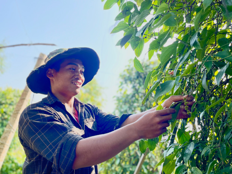 Người dân xã Nam Yang, huyện Đak Đoa tất bật bước vào vụ thu hoạch hồ tiêu. Ảnh: Vũ Thảo