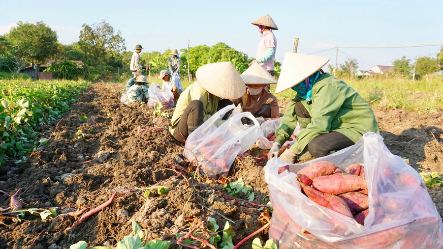 Khoai lang được trồng nhiều ở các huyện Phú Thiện, Chư Sê. (Ảnh minh họa) Khoai lang được trồng nhiều ở các huyện Phú Thiện, Chư Sê. (Ảnh minh họa)