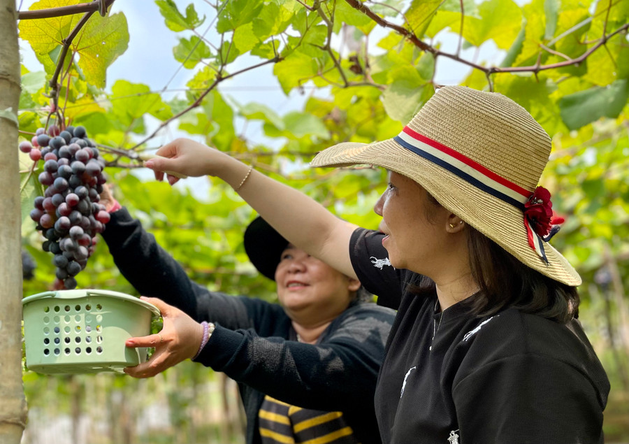 Vào ngày cuối tuần khách đến tham quan trải nghiệm vườn nho khá đông. Ảnh: V.T