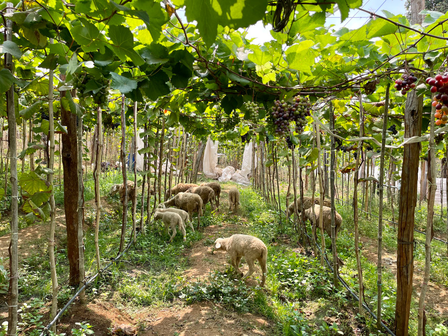 Cừu được thả trong vườn vừa để gặm cỏ, đỡ công chăm sóc, lại vừa phục vụ khách chụp ảnh. Ảnh: V.T