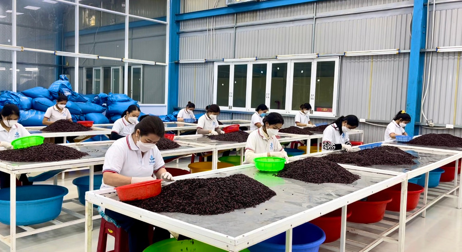 Chế biến hạt dưa tại Công ty TNHH một thành viên Thương mại-Dịch vụ Thái Sơn Tây Nguyên (Cụm Công nghiệp Diên Phú, TP. Pleiku). Ảnh: V.T Chế biến hạt dưa tại Công ty TNHH một thành viên Thương mại-Dịch vụ Thái Sơn Tây Nguyên (Cụm Công nghiệp Diên Phú, TP. Pleiku). Ảnh: V.T