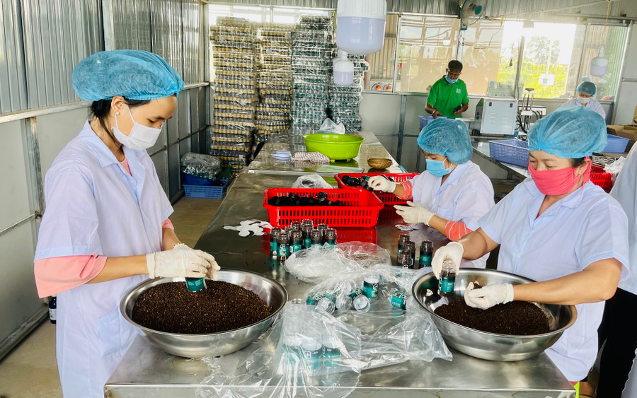 Phấn đấu đến năm 2025 có từ 60% HTXNN trở lên hoạt động có hiệu quả đạt loại khá, tốt. Ảnh: Vũ Thảo.