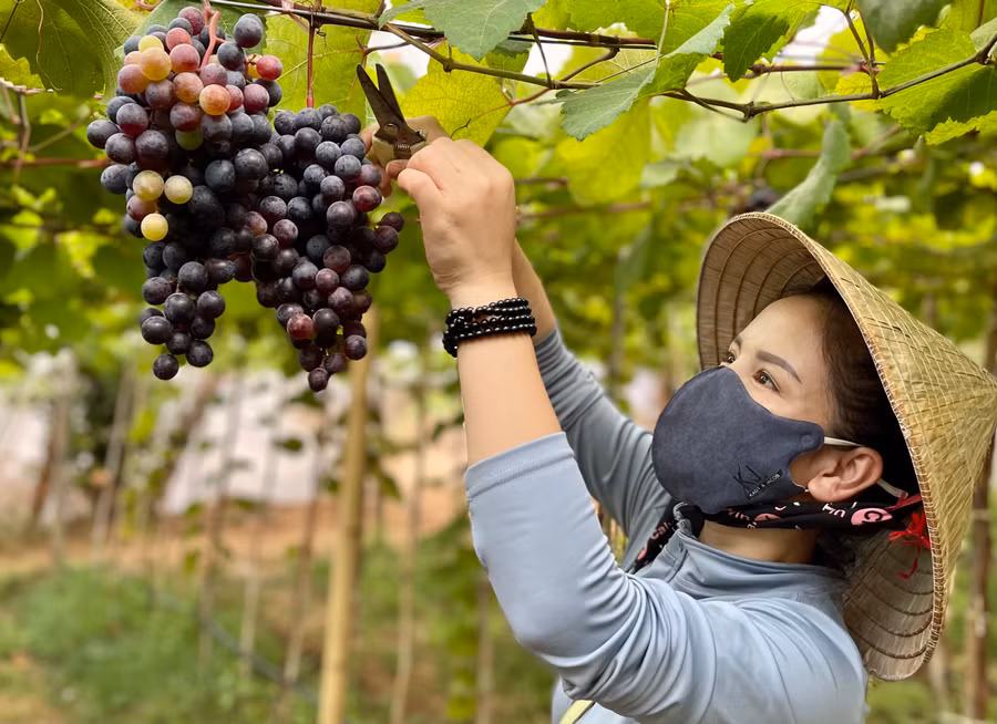 Các giống nho bước đầu thích hợp với điều kiện khí hậu, thổ nhưỡng vùng đất Ia Grai. Ảnh: V.T