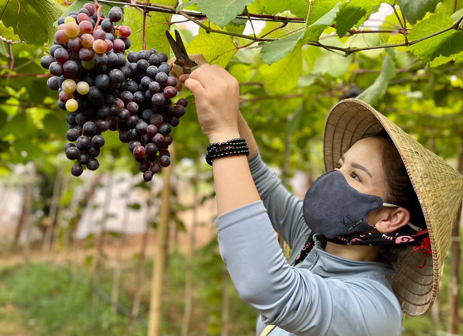 Các giống nho bước đầu thích hợp với điều kiện khí hậu, thổ nhưỡng vùng đất Ia Grai. Ảnh: V.T