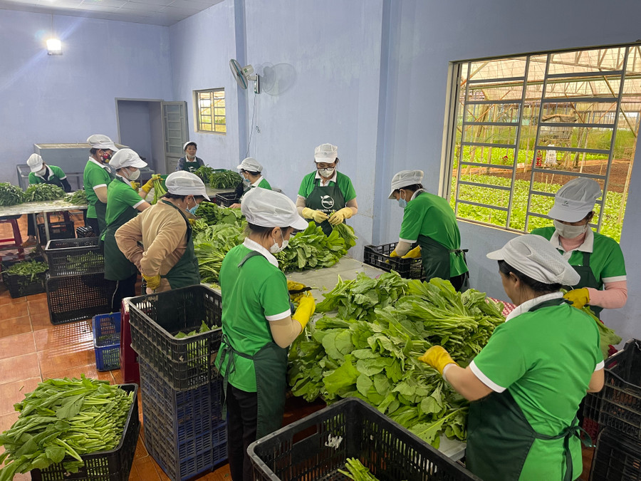 Sản xuất rau chất lượng cao tại Công ty TNHH một thành viên Hương Đất An Phú (TP. Pleiku). Ảnh: Vũ Thảo