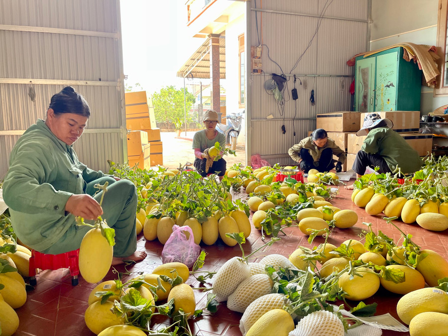 Phân loại dưa trước khi bọc xốp và dán nhãn. Ảnh: Vũ Thảo Phân loại dưa trước khi bọc xốp và dán nhãn. Ảnh: Vũ Thảo