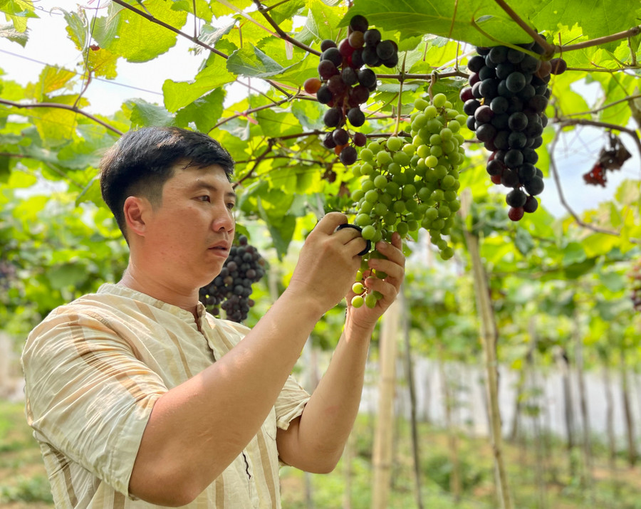 Kỹ thuật trồng nho rất khó, do đó đòi hỏi phải chăm sóc rất tỉ mỉ. Ảnh: V.T