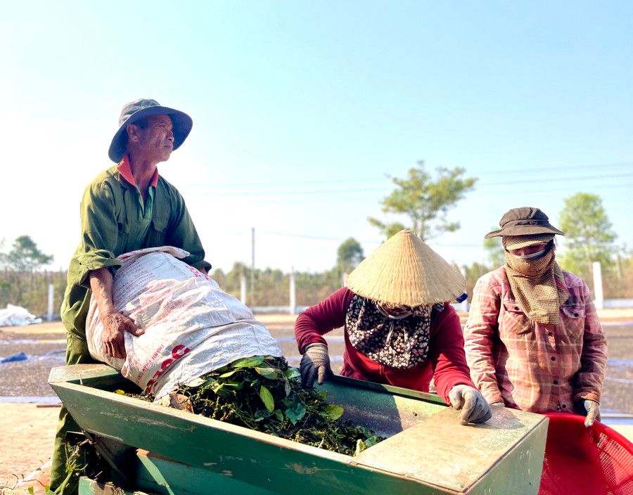 Người dân đang tất bật sạc chuỗi hồ tiêu. Ảnh: Vũ Thảo