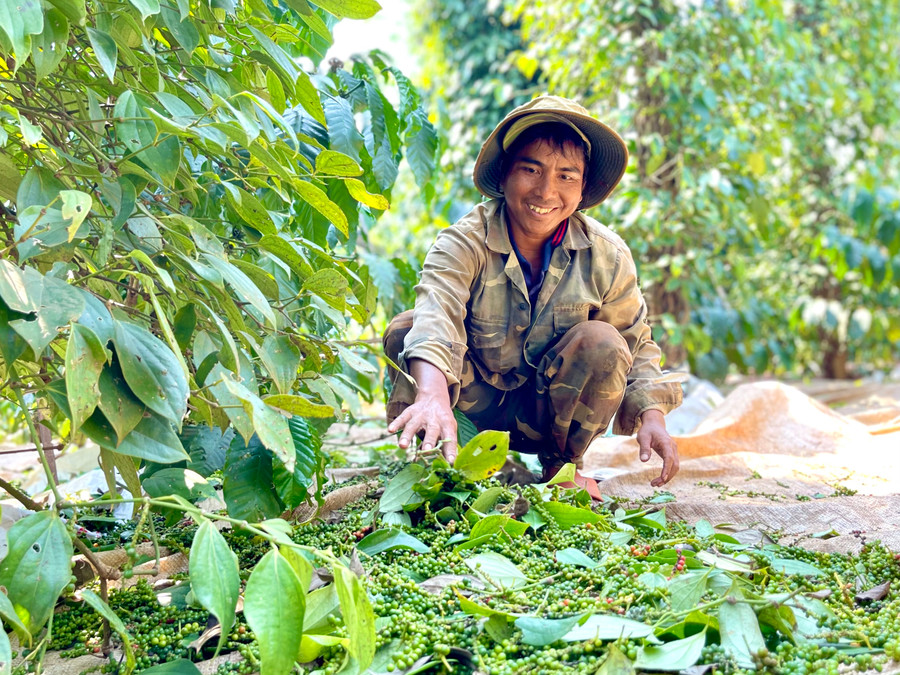 Niềm vui khi cây hồ tiêu được mùa. Ảnh: Vũ Thảo