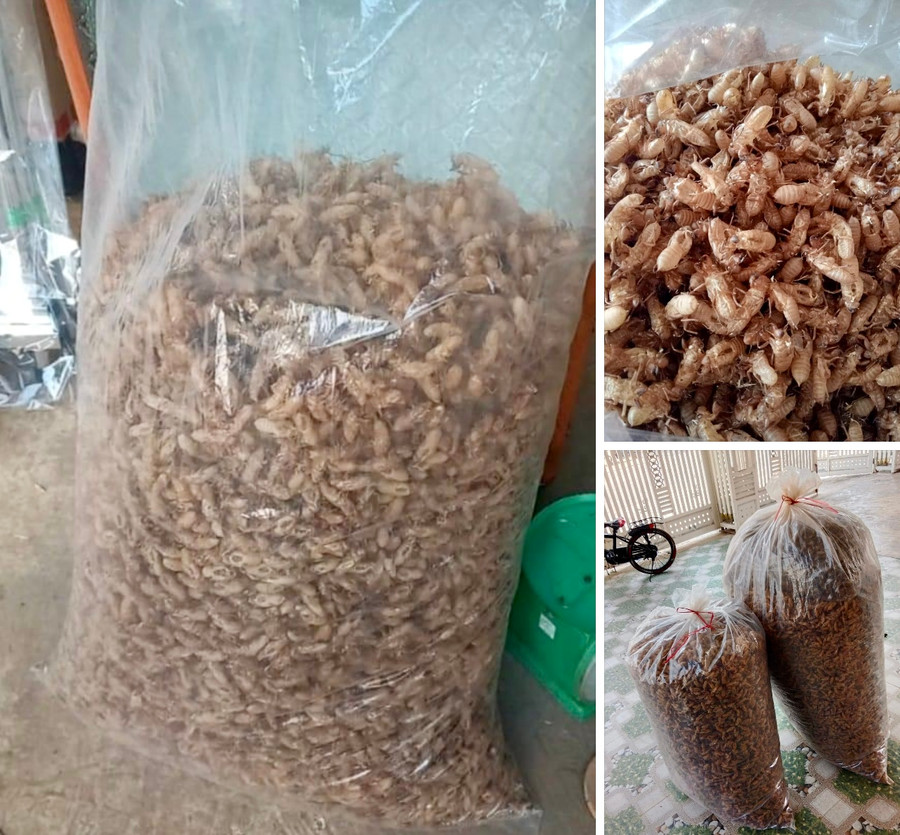 Một ký xác ve sầu được thu mua tận nơi với giá khoảng 500 ngàn đồng loại nhỏ và đến 1 triệu đồng:kg loại to. Ảnh minh họa.