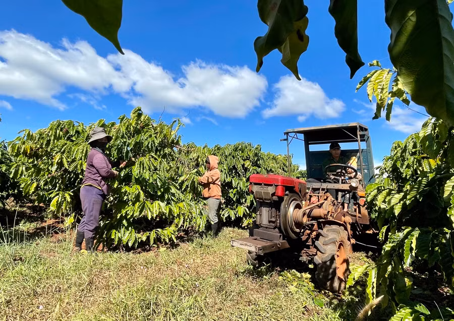 Cà phê là mặt hàng xuất khẩu chủ lực của tỉnh. Ảnh V.T