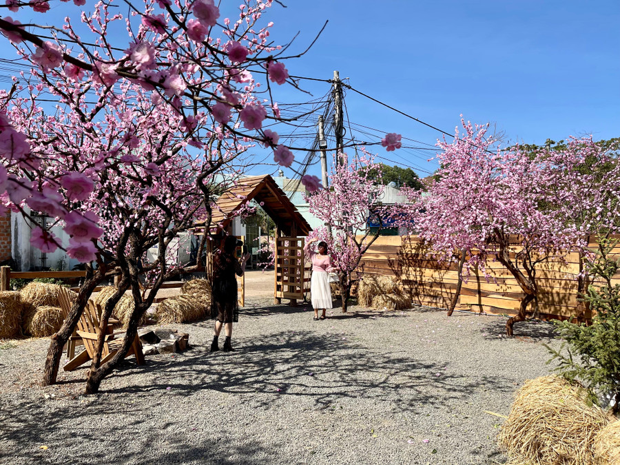 Ảnh: Vũ Thảo Ảnh: Vũ Thảo