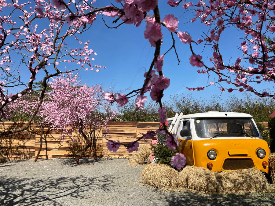 Ảnh: Vũ Thảo Ảnh: Vũ Thảo