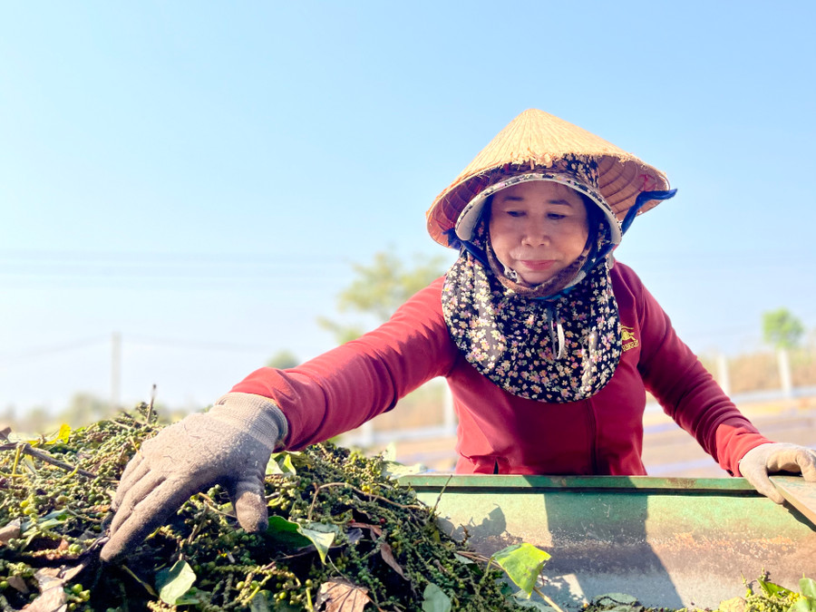Người dân kỳ vọng giá sẽ tiếp tục tăng vì nhu cầu xuất khẩu hồ tiêu tăng cao. Ảnh: Vũ Thảo