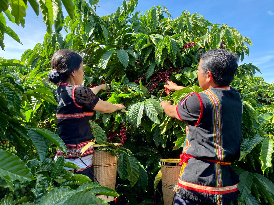 Gia Lai tiếp tục xây dựng kế hoạch, chiến lược phát triển các sản phẩm, ngành hàng thế mạnh tại địa phương. Ảnh: V.T Gia Lai tiếp tục xây dựng kế hoạch, chiến lược phát triển các sản phẩm, ngành hàng thế mạnh tại địa phương. Ảnh: V.T