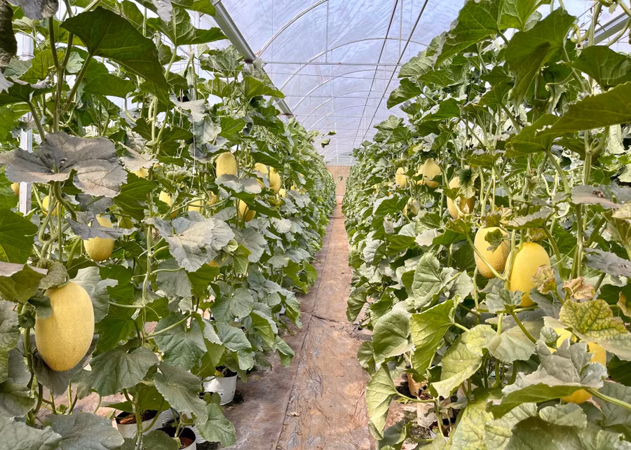 Dưa trồng trong nhà màng sẽ hạn chế được sâu bệnh và tác động của thời tiết bên ngoài. Ảnh: Vũ Thảo