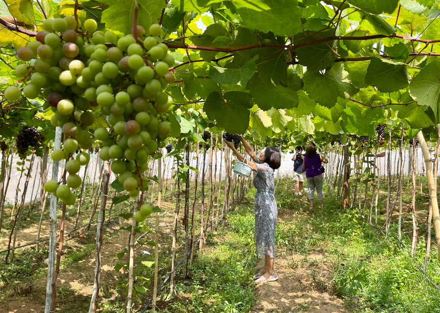 Vườn nho rộng hơn 4.000 m2. Ảnh: V.T