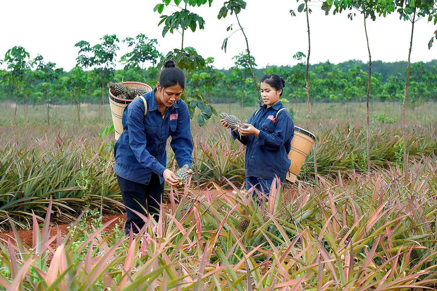 Nhờ việc liên kết trồng cây ăn quả đã giúp các doanh nghiệp chủ động nguyên liệu phục vụ cho chế biến. Ảnh: Đ.T Nhờ việc liên kết trồng cây ăn quả đã giúp các doanh nghiệp chủ động nguyên liệu phục vụ cho chế biến. Ảnh: Đ.T