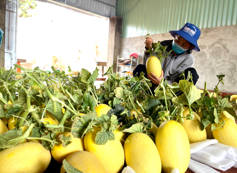 Trồng trong nhà màng chất lượng dưa khá đồng đều. Ảnh: Vũ Thảo Trồng trong nhà màng chất lượng dưa khá đồng đều. Ảnh: Vũ Thảo