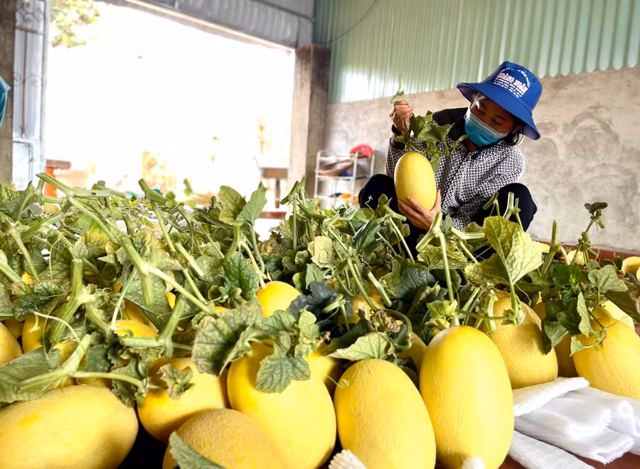 Trồng trong nhà màng chất lượng dưa khá đồng đều. Ảnh: Vũ Thảo