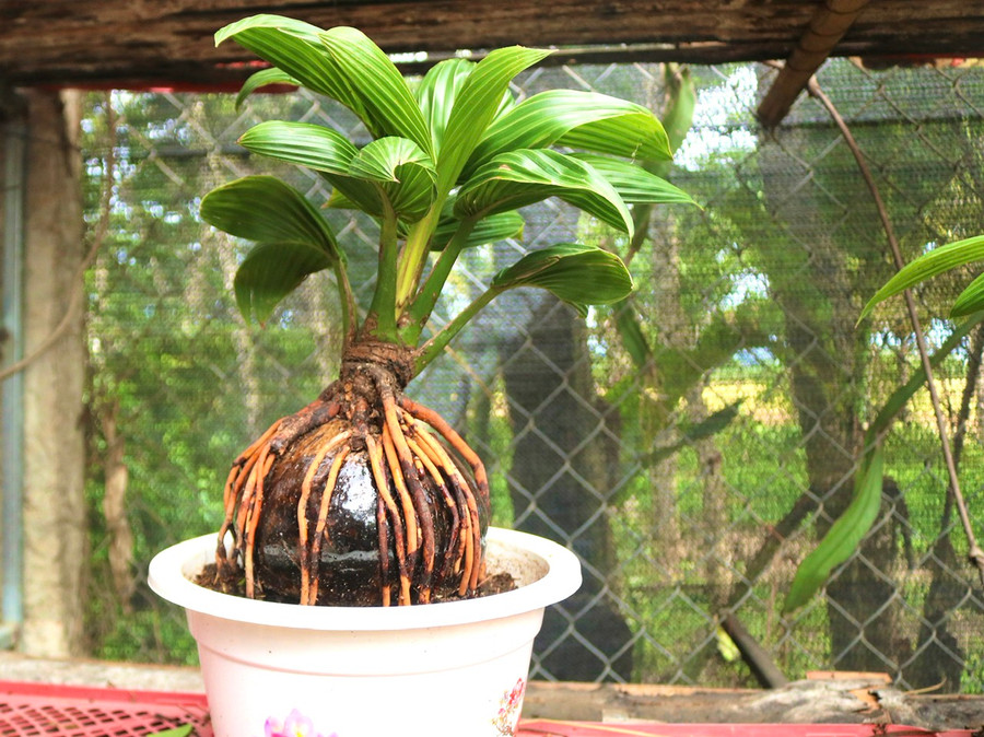 Để có một chậu dừa cảnh tuyệt đẹp, có thế độc, lạ ông Nguyễn Văn Tấn (xã Chư A Thai, Phú Thiện) phải tốn rất nhiều thời gian, công sức để tạo dáng. Ảnh: Minh Phương