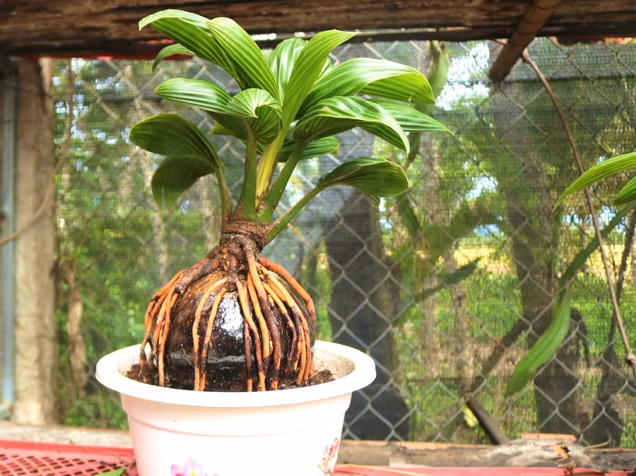 Để có một chậu dừa cảnh tuyệt đẹp, có thế độc, lạ ông Nguyễn Văn Tấn (xã Chư A Thai, Phú Thiện) phải tốn rất nhiều thời gian, công sức để tạo dáng. Ảnh: Minh Phương