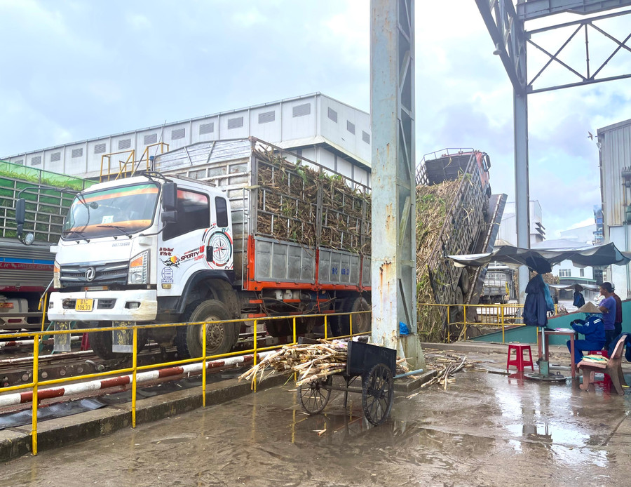 Nhà máy Đường An Khê tổ chức thu mua mía của người dân. Ảnh: Minh Nguyễn Nhà máy Đường An Khê tổ chức thu mua mía của người dân. Ảnh: Minh Nguyễn
