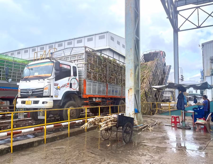 Nhà máy Đường An Khê tổ chức thu mua mía của người dân. Ảnh: Minh Nguyễn