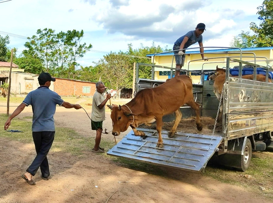 Thời gian qua, huyện Chư Sê triển khai nhiều dự án hỗ trợ bò sinh sản giúp các hộ nghèo, cận nghèo, hộ đồng bào dân tộc thiếu số trên địa bàn huyện tăng thu nhập, thoát nghèo bền vững. Ảnh: Phương Nam