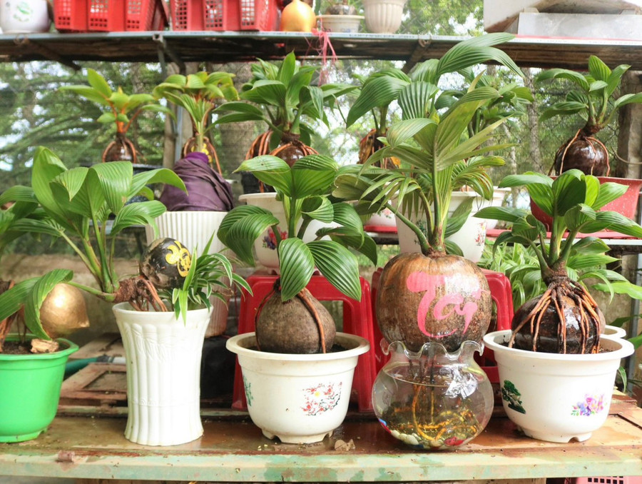 Từ lúc “khởi nghiệp” đến nay, nghệ nhân chân đất này đã bán hơn 300 quả dừa cảnh bonsai các loại với giá từ 500 đến 1,5 triệu đồng (tùy theo tuổi thọ của cây, kiểu dáng, thế cây độc lạ). Ảnh: Minh Phương