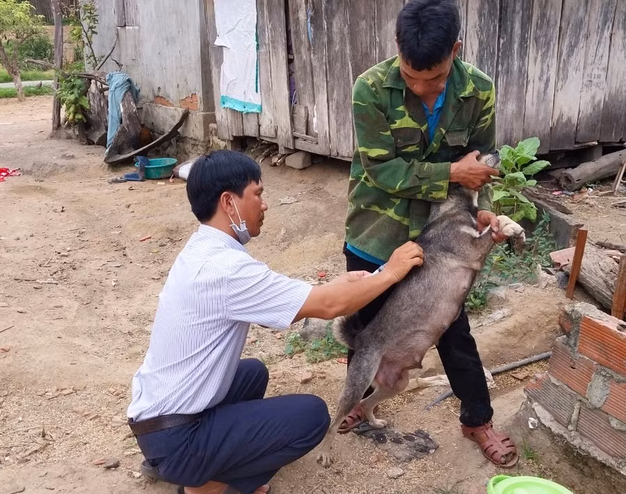 Trên địa bàn phát sinh 1 ổ dịch bệnh dại động vật trên loài chó nên huyện Kbang chỉ đạo các phòng ban, đơn vị khẩn trương tiêm vắc xin phòng bệnh dại trên đàn chó, mèo. Ảnh: Minh Phương