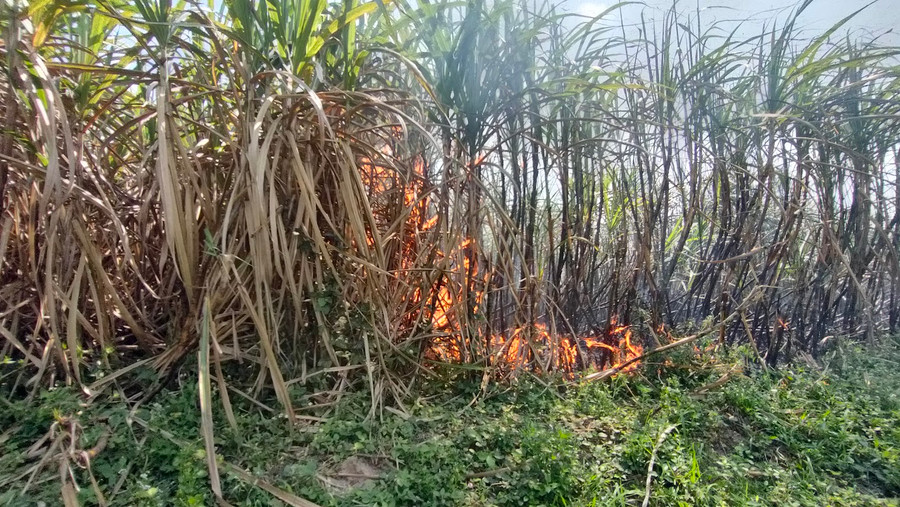 Huyện Kbang chỉ đạo các xã, thị trấn chủ động xây dựng phương án phòng-chống cháy mía nhằm giảm thiểu thiệt hại cho người dân. Ảnh: Minh Phương Huyện Kbang chỉ đạo các xã, thị trấn chủ động xây dựng phương án phòng-chống cháy mía nhằm giảm thiểu thiệt hại cho người dân. Ảnh: Minh Phương