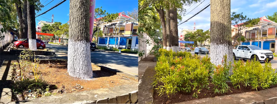 Các bồn cây ven đường Trần Hưng Đạo (đoạn trước trụ sở Sở Giao thông-Vận tải) trước và sau khi được trồng cây cảnh. Ảnh: Minh Nguyễn Các bồn cây ven đường Trần Hưng Đạo (đoạn trước trụ sở Sở Giao thông-Vận tải) trước và sau khi được trồng cây cảnh. Ảnh: Minh Nguyễn