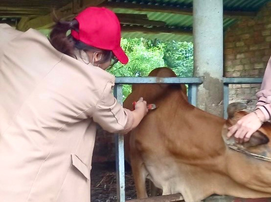 Huyện Kbang triển khai kế hoạch tiêm vắc xin phòng bệnh cho đàn gia súc trên địa bàn. Ảnh: Minh Phương Huyện Kbang triển khai kế hoạch tiêm vắc xin phòng bệnh cho đàn gia súc trên địa bàn. Ảnh: Minh Phương