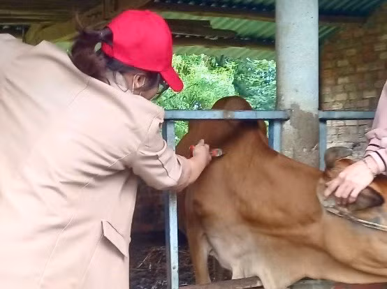 Huyện Kbang triển khai kế hoạch tiêm vắc xin phòng bệnh cho đàn gia súc trên địa bàn. Ảnh: Minh Phương