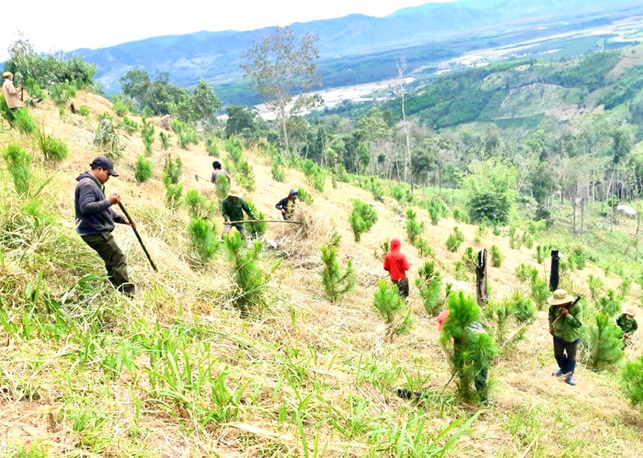 Chăm sóc diện tích rừng trồng thuộc lâm phần Ban Quản lý rừng phòng hộ Mang Yang (huyện Mang Yang). Ảnh: Minh Phương
