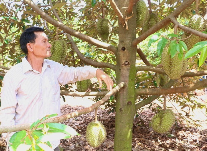 Huyện Chư Pưh đang nỗ lực nâng cao giá trị, chất lượng cây trồng chủ lực từ việc đột phá xây dựng mã số vùng trồng. Ảnh: Nguyễn Diệp Huyện Chư Pưh đang nỗ lực nâng cao giá trị, chất lượng cây trồng chủ lực từ việc đột phá xây dựng mã số vùng trồng. Ảnh: Nguyễn Diệp
